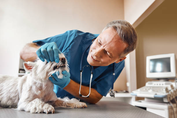 Best Emergency Dental Care for Trauma or Injury in Lakemont, PA